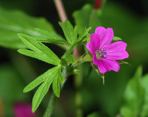 EGYPTIAN GERANIUM - AFRICA BEAUTY INGREDIENTS FOR SKIN, MASSAGE, AND SOAP