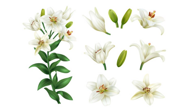 JASMINE - AFRICAN BEAUTY INGREDIENTS FOR GLOWING AND DEWY SKIN