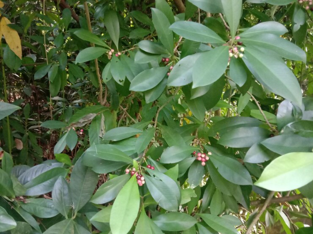 NEROLI - AFRICAN BEAUTY INGREDIENTS FOR GLOWING AND DEWY SKIN