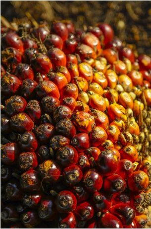 PALM OIL - AFRICAN BEAUTY INGREDIENTS FOR GLOWING, DEWY SKIN